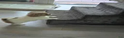 Chihuahua honden te koop: Lieve langharige knuffel chihuahua  - Advertentie 2