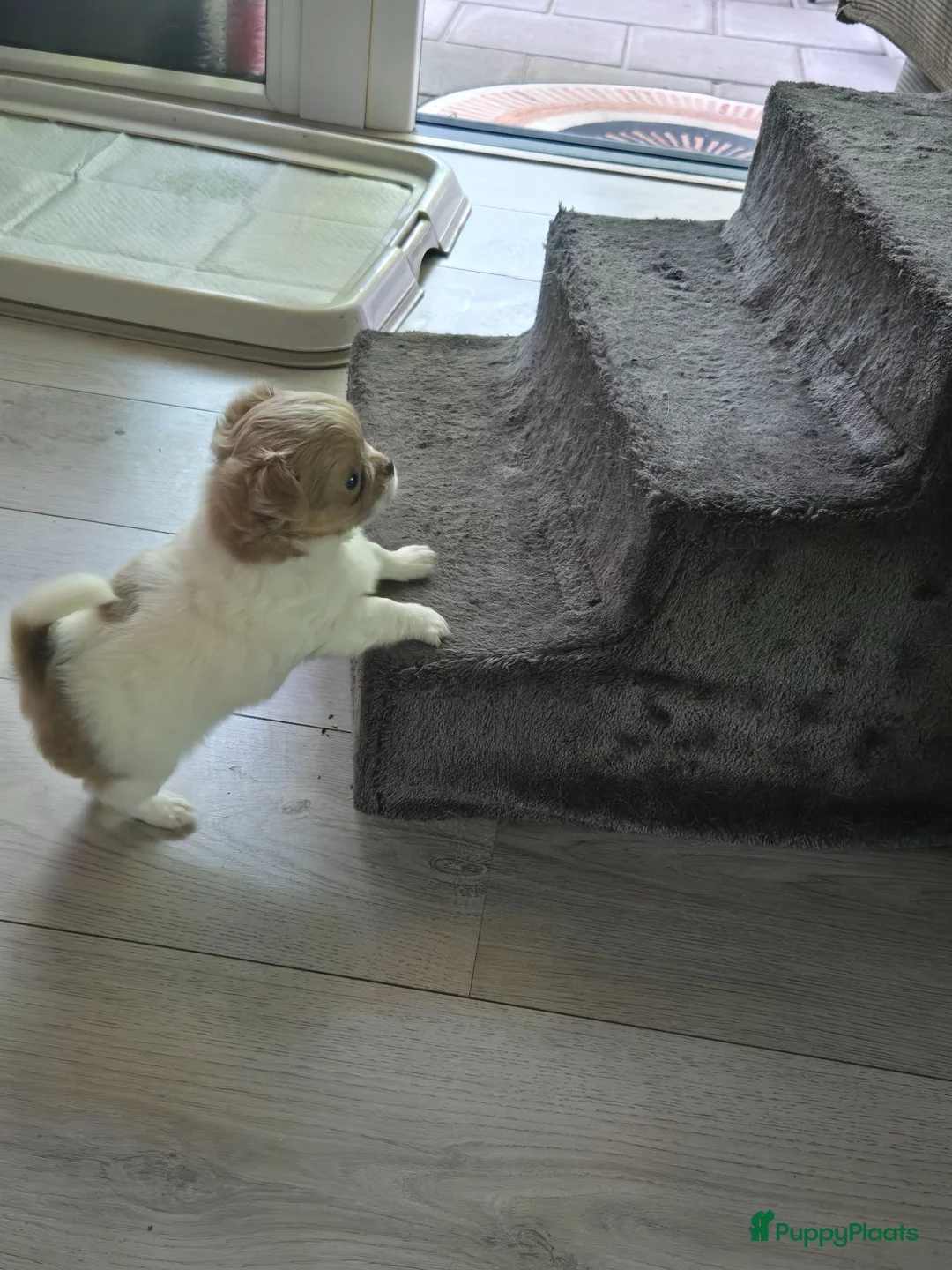 Chihuahua honden te koop: Lieve langharige knuffel chihuahua  - Advertentie 2