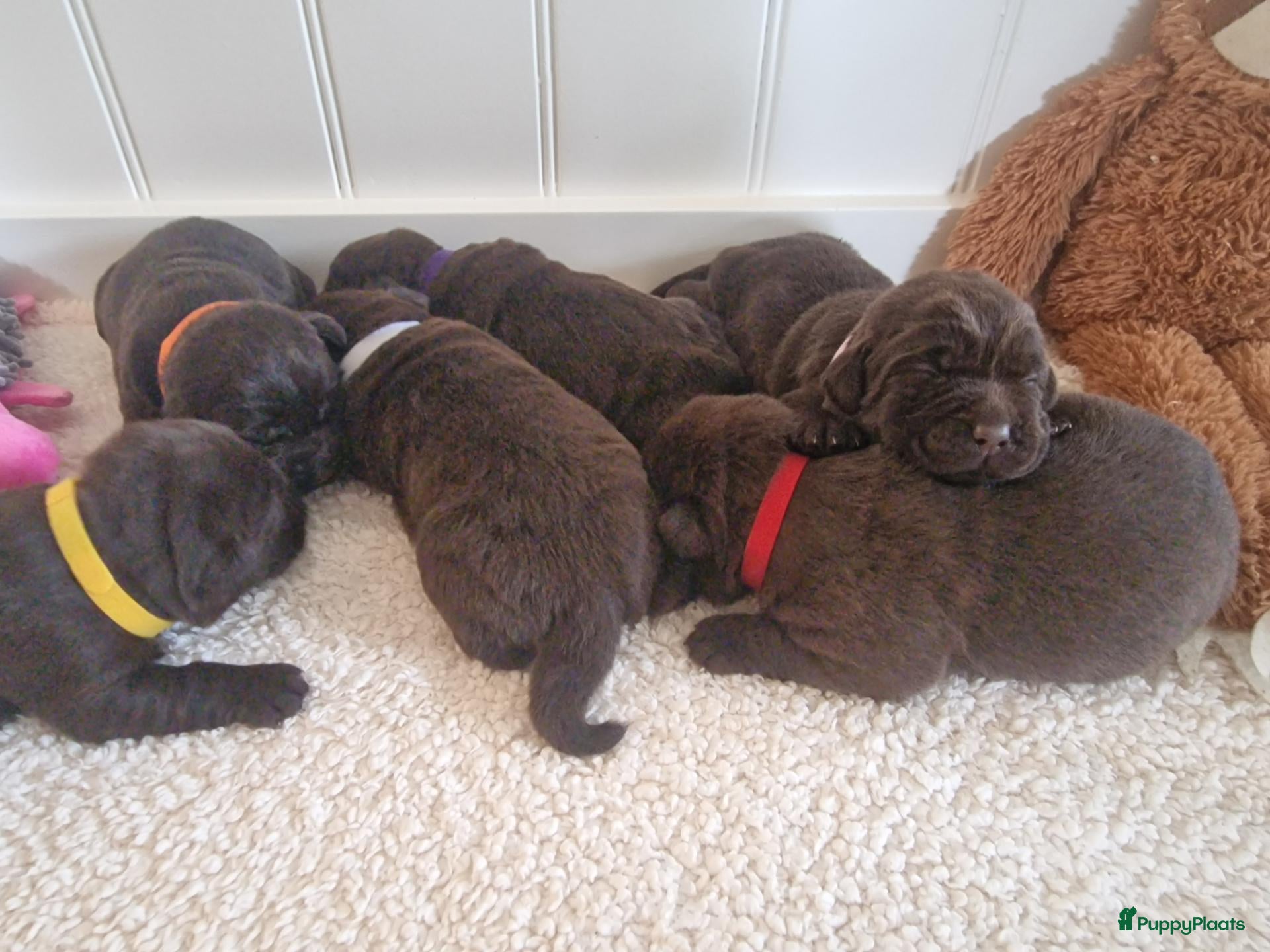 Labrador Retriever honden Prachtige bruine labrador pups met stamboom! - Advertentie 2