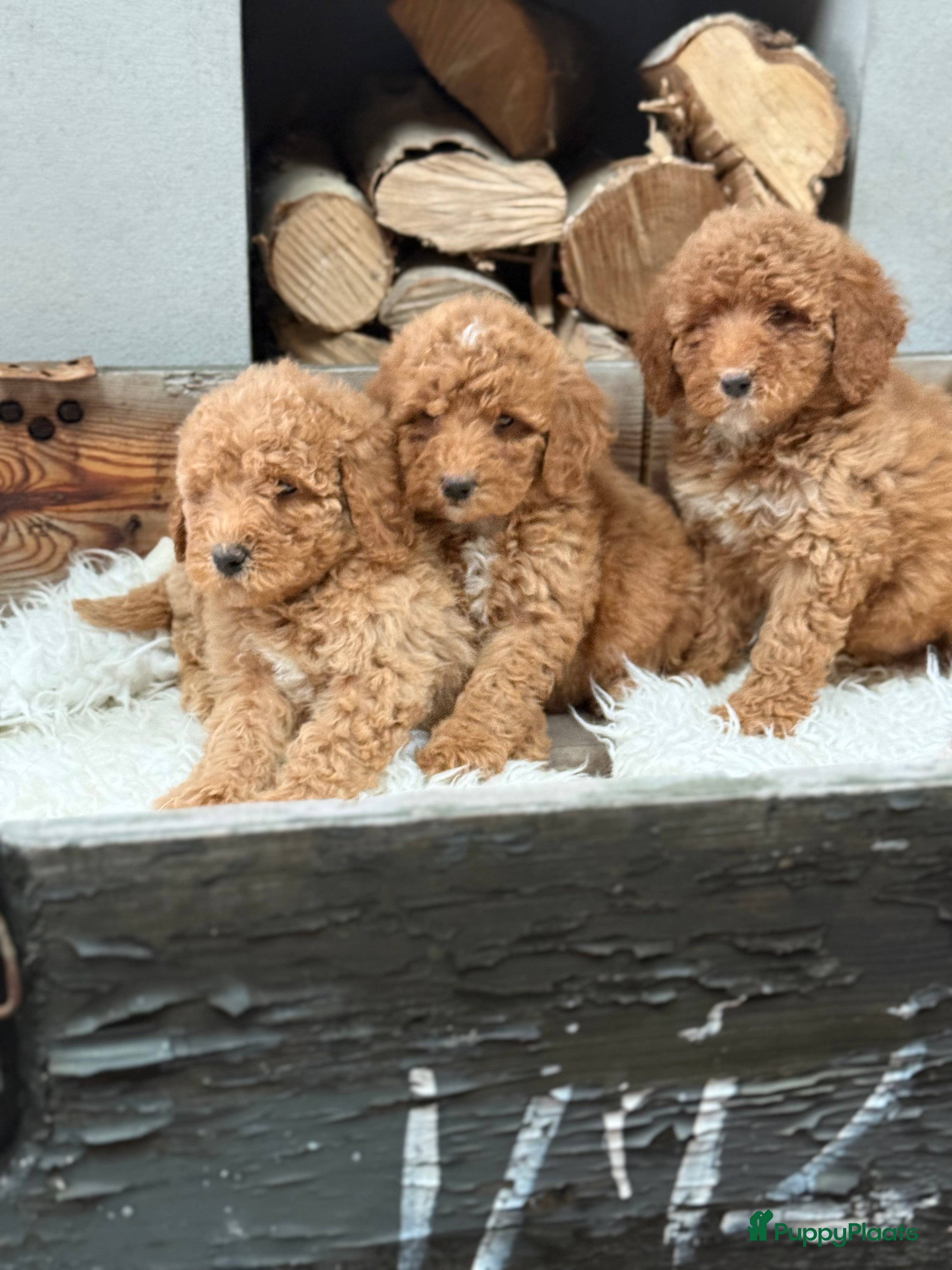 Labradoodle honden Labradoodle  - Advertentie 2