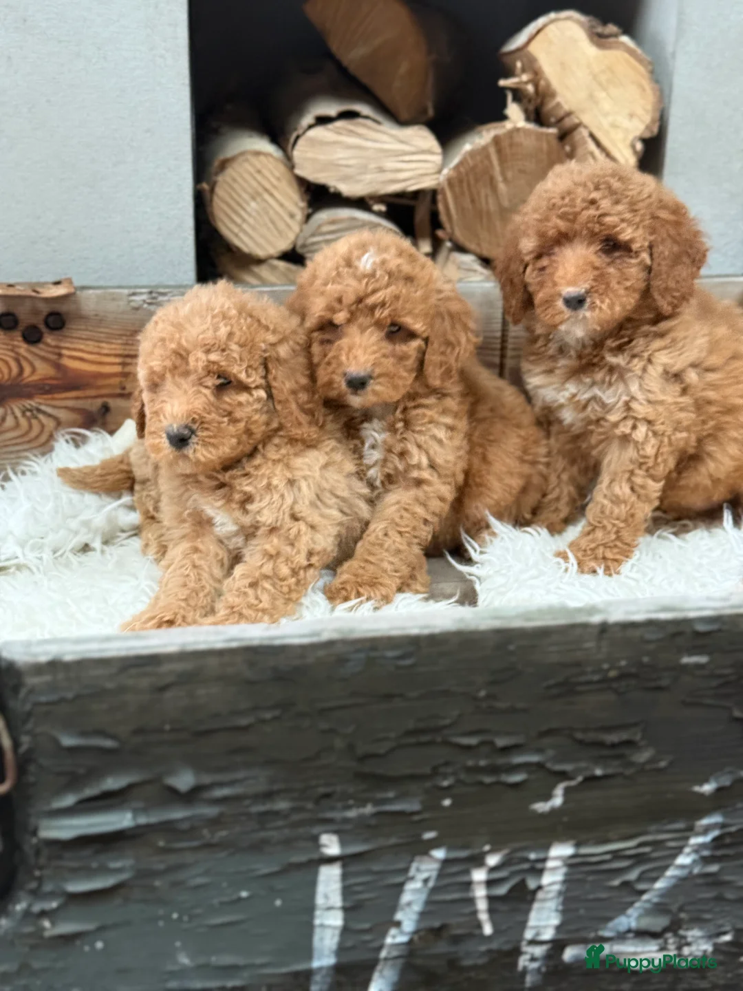 Labradoodle honden te koop: Labradoodle  - Advertentie 2
