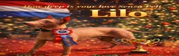 Amerikaanse Naakthond honden te koop: American hairless terrier / naakthond - Advertentie 10