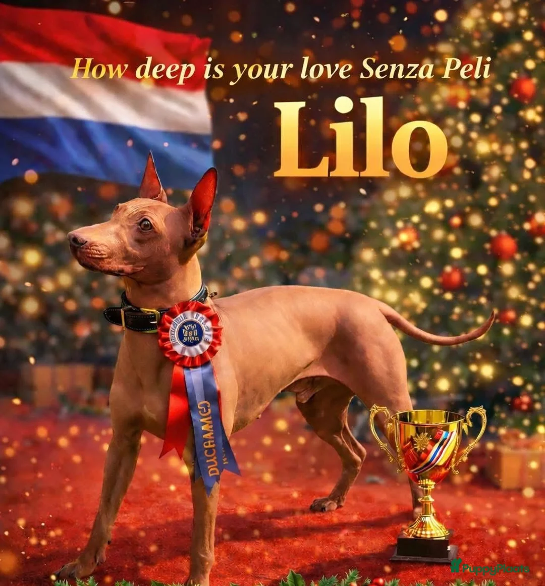 Amerikaanse Naakthond honden te koop: American hairless terrier / naakthond - Advertentie 10