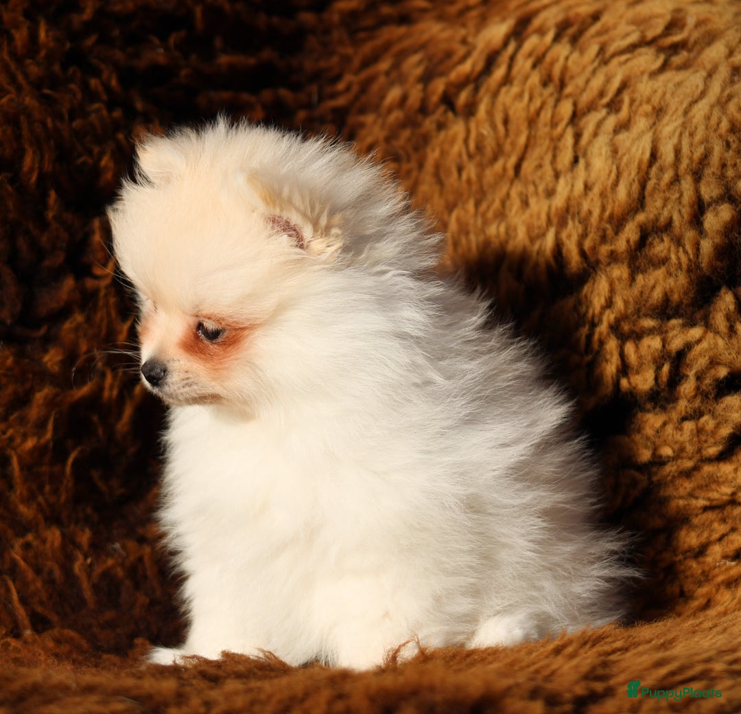 Pomeriaan honden te koop: Pomeriaan pup 100% raszuiver - Advertentie 8