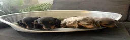 Teckel (korthaar)  honden te koop: Dwerg Teckel Pups. - Advertentie 5