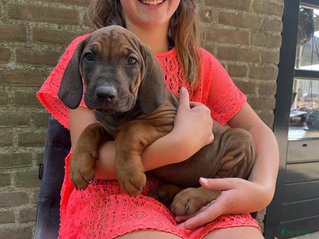 Rhodesian Ridgeback honden te koop: Rhodesian Ridgeback pups - Afbeelding 5