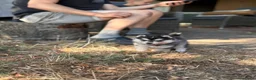 Pomsky honden te koop: Prachtige Pomsky pups - Advertentie 4