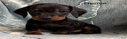 Teckel (korthaar)  honden te koop: Teckel pups choco tan / black and tan  - Advertentie 6