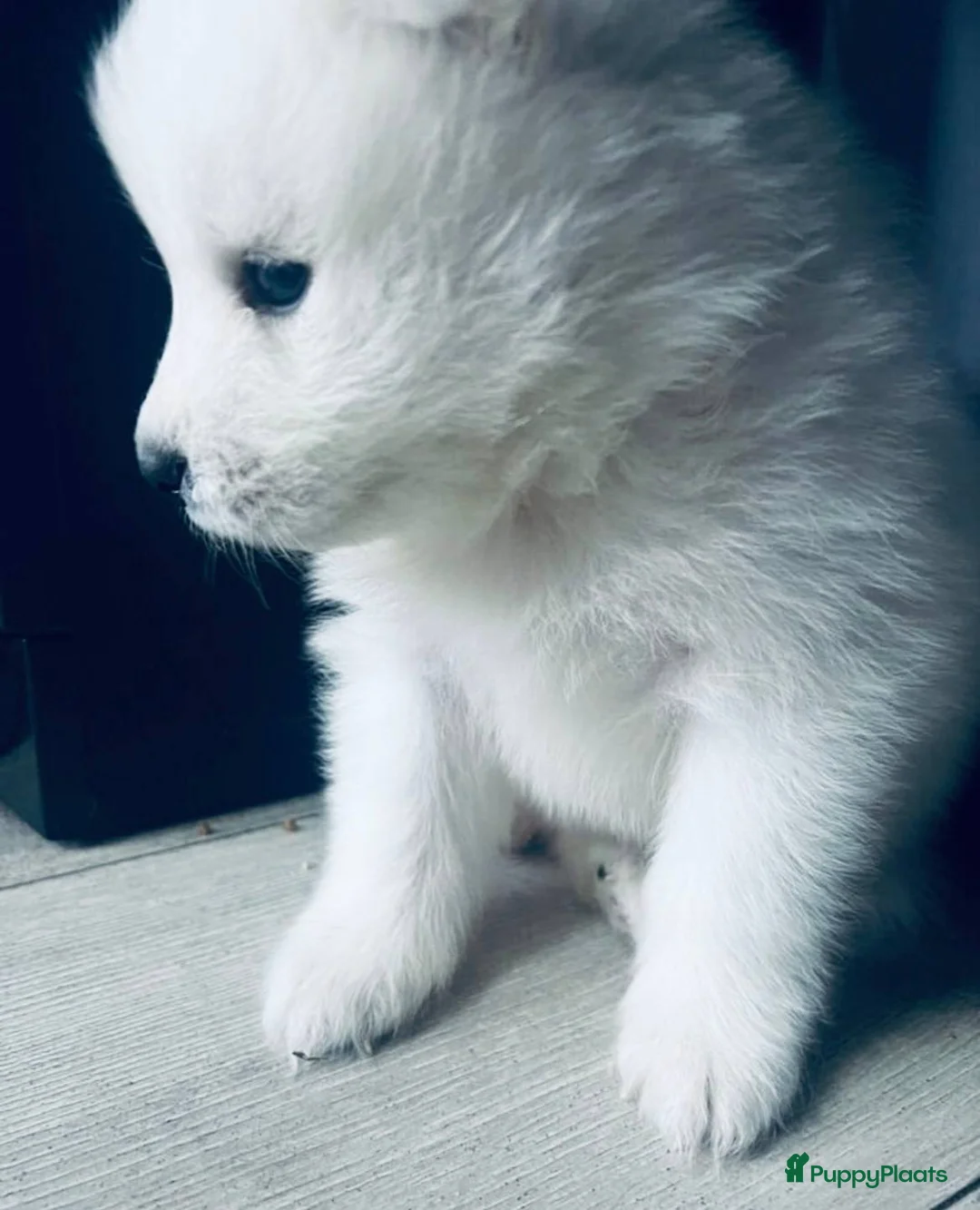 Samojeed honden te koop: Samojeed puppy’s  in Terneuzen - Advertentie 2