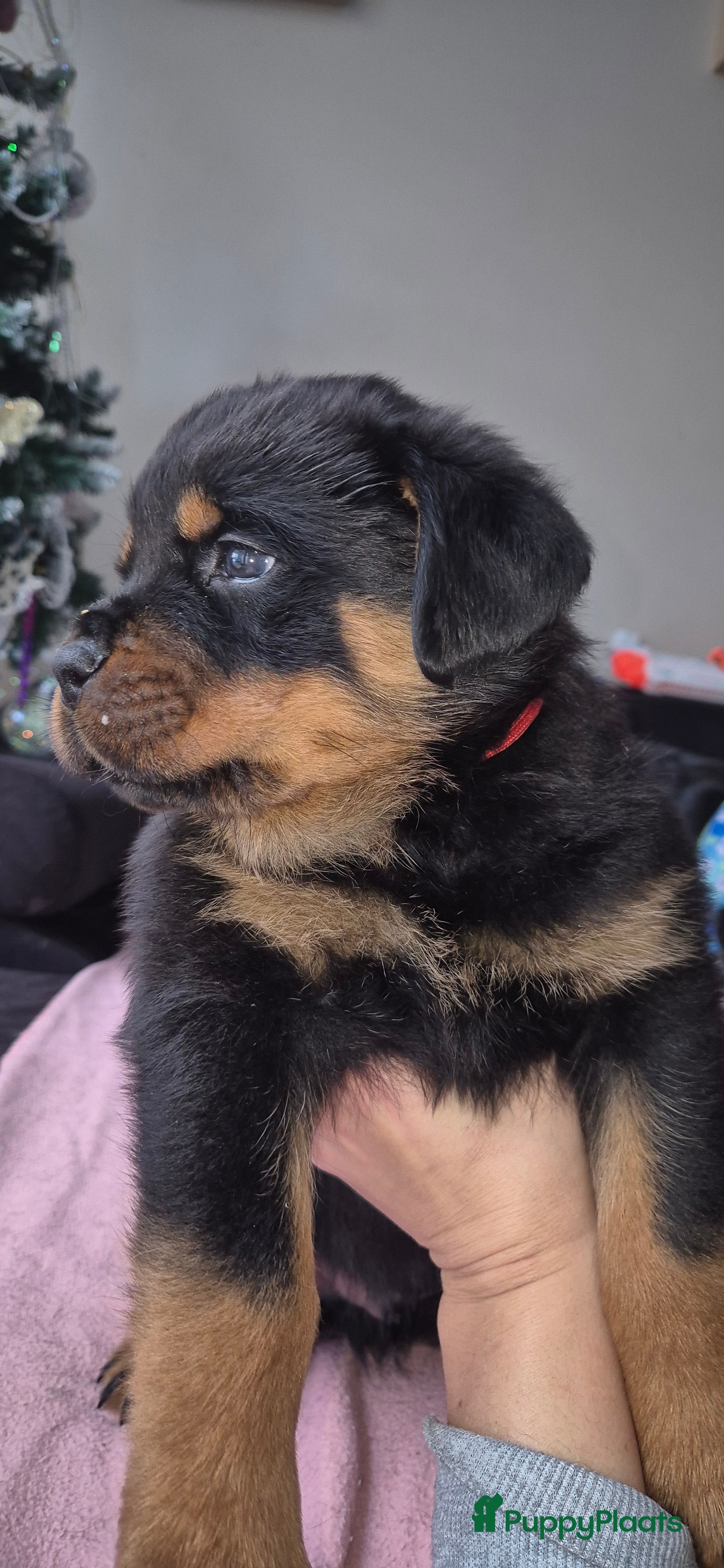 Rottweiler honden Litter F  - Advertentie 2
