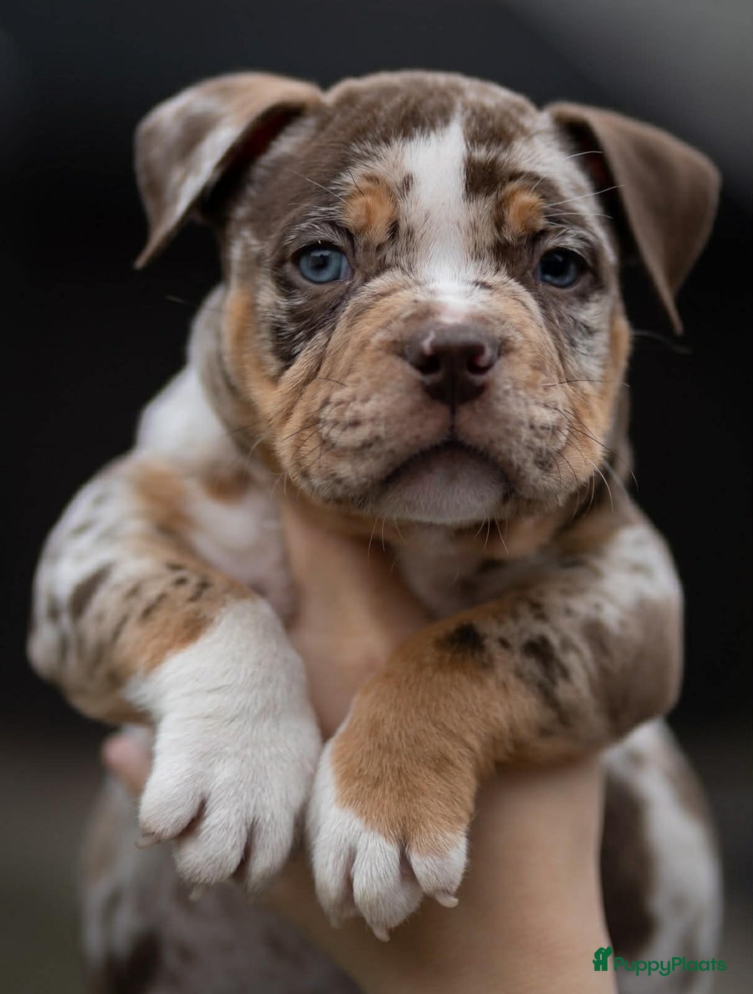 Amerikaanse Bully honden te koop: American Bully pocket  - Advertentie 9