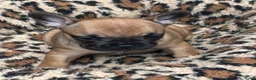 Franse Bulldog honden te koop: Franse Bulldog pups - Advertentie 17