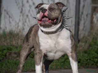 Amerikaanse Bully honden American Bully XL dekreu - Advertentie 1