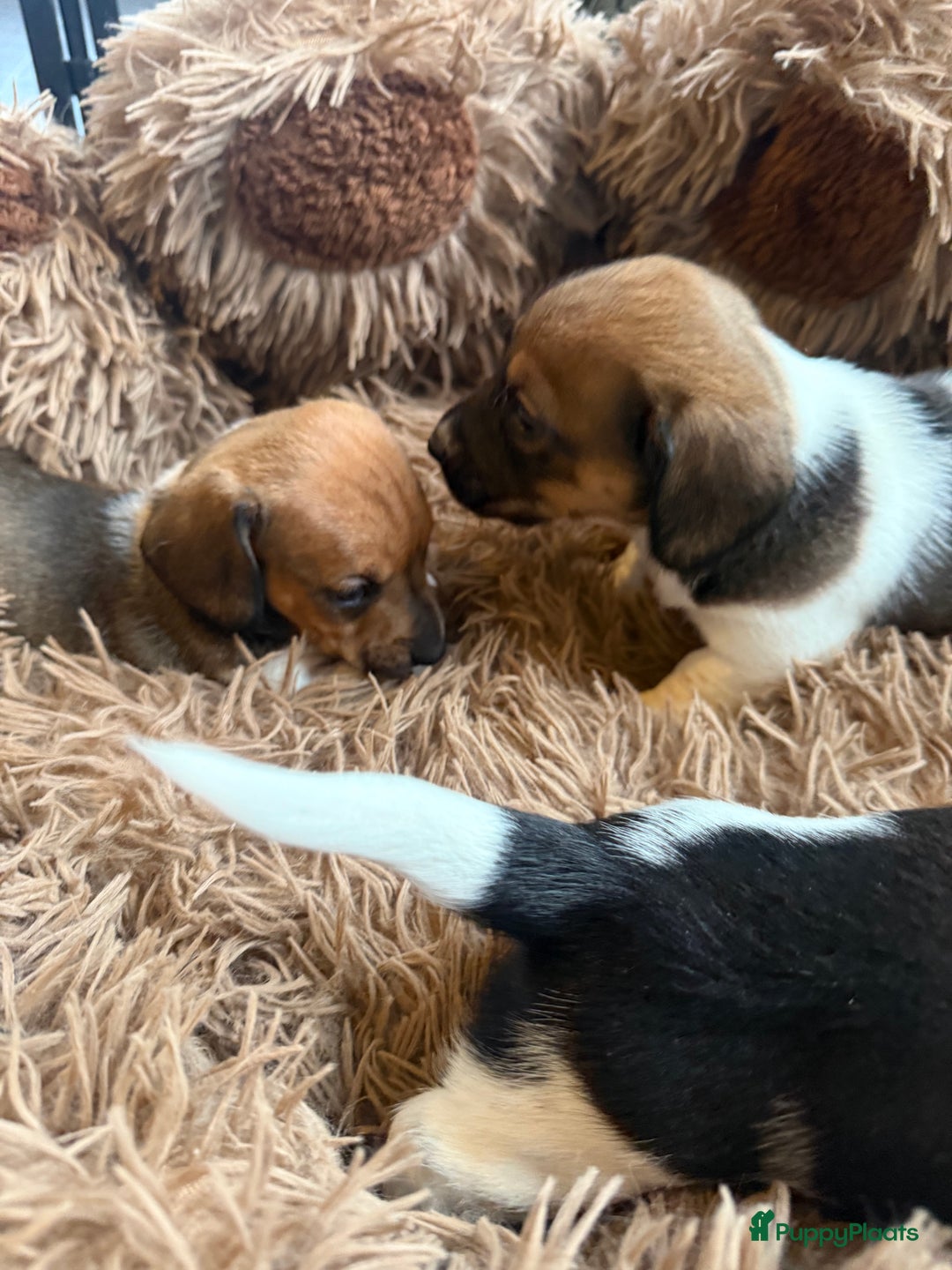 Teckel (korthaar)  honden te koop: Piebald dwergteckel pups - Advertentie 14