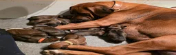 Rhodesian Ridgeback honden te koop: Rhodesian ridgeback pups - Advertentie 12