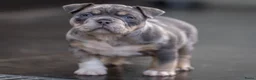 Amerikaanse Bully honden te koop: American Bully pocket pups verwacht  - Advertentie 25