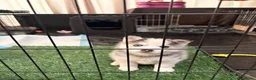 Pomsky honden te koop: Pomsky puppy’s F3 - Advertentie 17