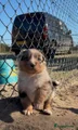 Australian Shepherd Puppy 3
