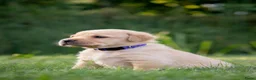 Labrador Retriever honden te koop: Labrador Retriever pups - blond en red fox - Advertentie 19