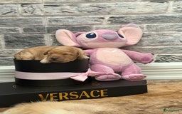 Labradoodle honden te koop: Prachtige Doodle - La Poodle pups te koop  - Afbeelding 7