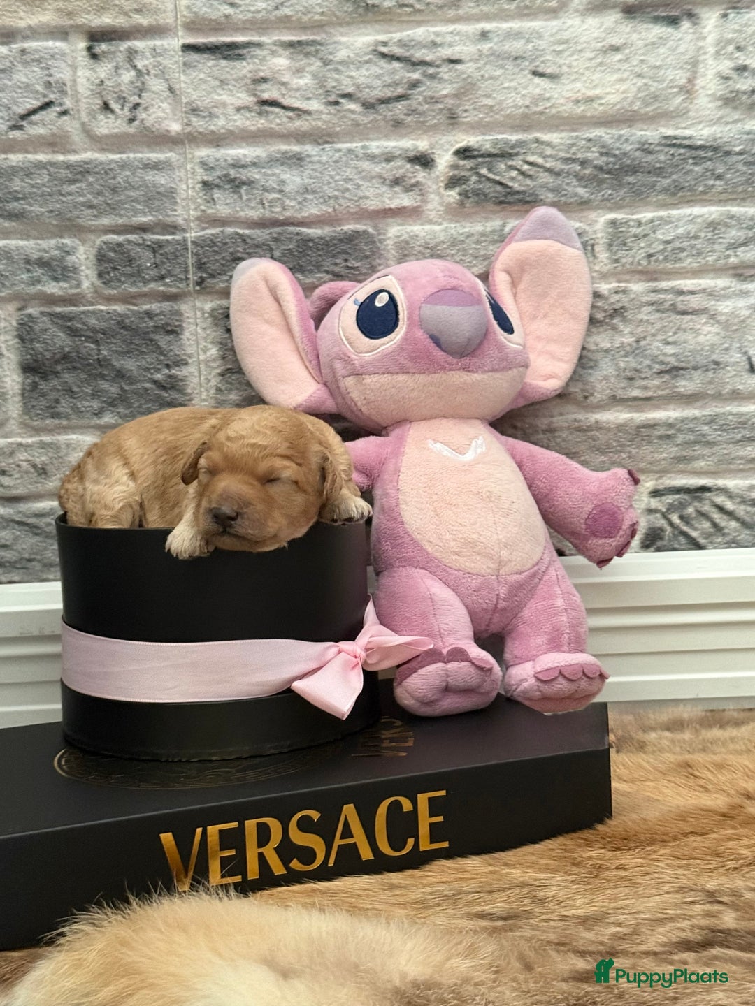 Labradoodle honden te koop: Prachtige Doodle - La Poodle pups te koop  - Afbeelding 7