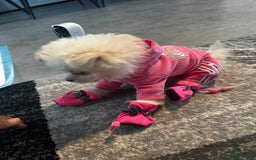 Nederlandse Schapendoes honden te koop: Boomer/pomeranian breed  - Afbeelding 5