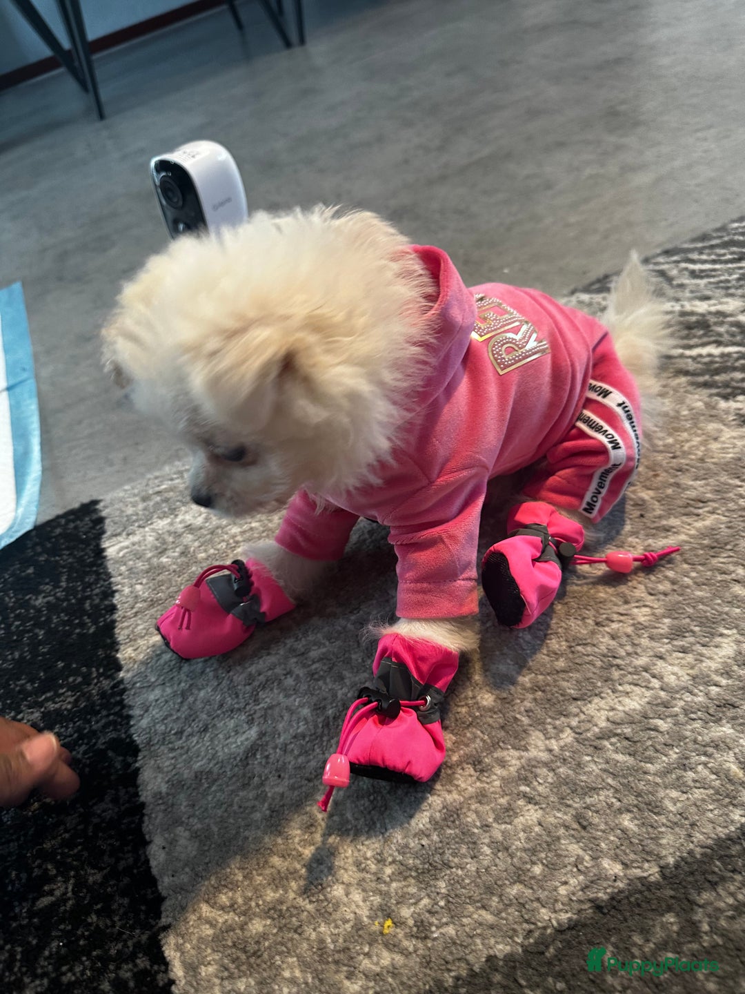 Nederlandse Schapendoes honden te koop: Boomer/pomeranian breed  - Afbeelding 5