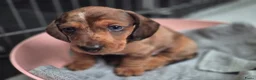 Teckel (korthaar)  honden te koop: Dwerg teckel pups - Advertentie 28