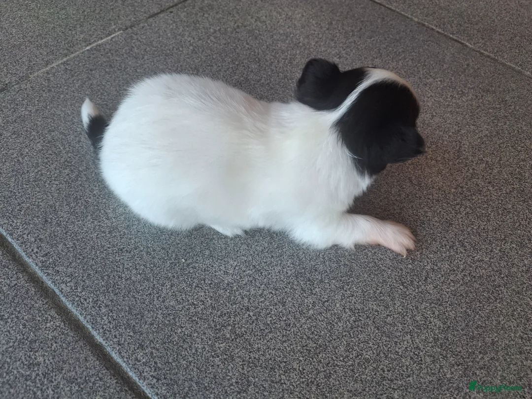 Chihuahua honden te koop: Puppy's  in Leeuwarden - Advertentie 2