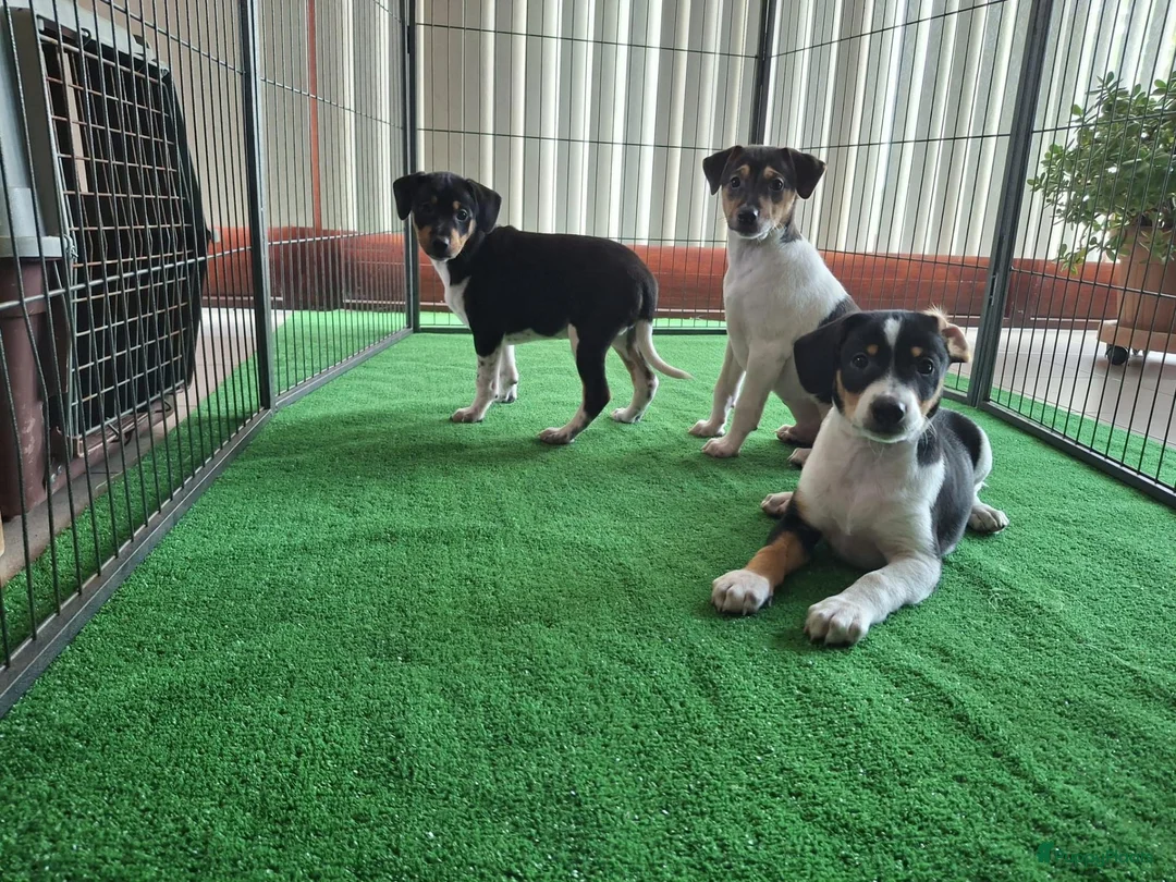 Fox Terriër Gladhaar honden te koop: boerenfox pups - Advertentie 1