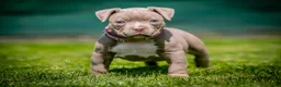 Amerikaanse Bully honden te koop: Amerikaanse pocket bully teefjes  - Advertentie 4