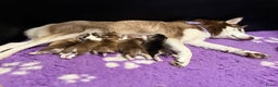 Pomsky honden te koop: Pomsky f3b pups (75%Husky 25%pomarian  - Advertentie 5