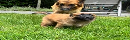 Duitse Herder honden ter adoptie: Baskische herder teefje zoekt gastgezin - Advertentie 3
