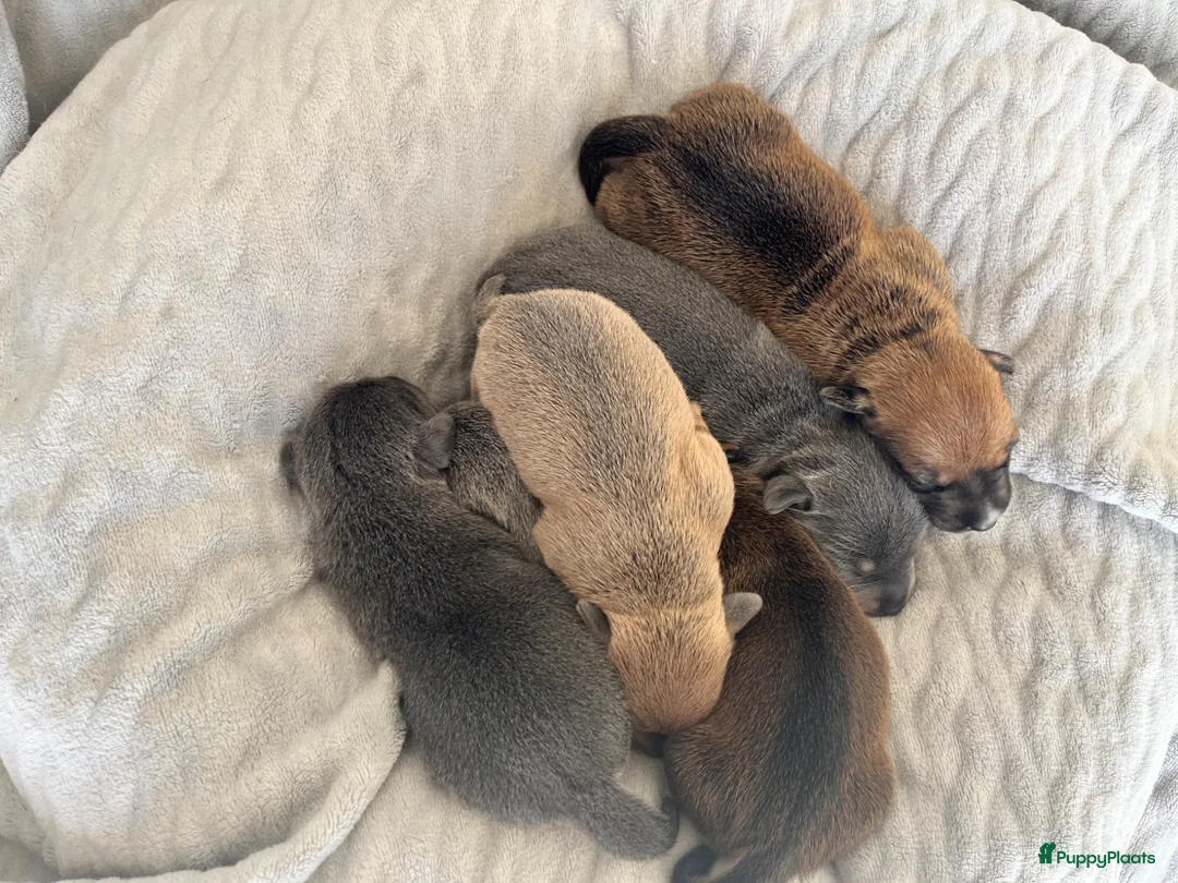 Jack Russel Terriër honden te koop: Onze Jack Russell Nel heeft pups - Advertentie 10