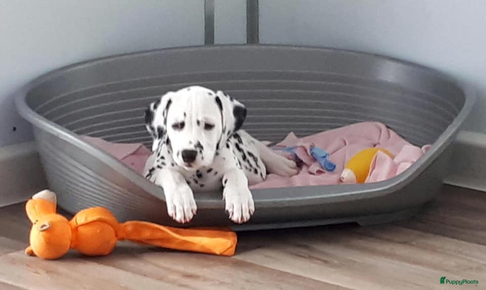 Dalmatiër honden Dalmatierpups in Den Dolder - Advertentie 1