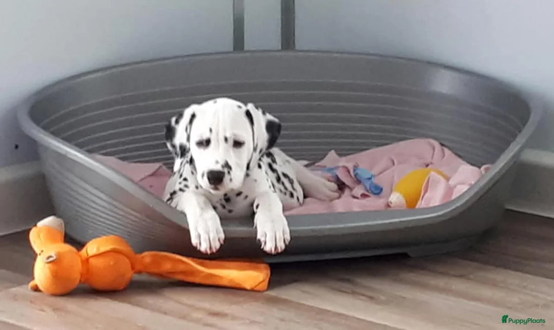 Dalmatiër honden te koop: Dalmatierpups in Den Dolder - Advertentie 1