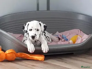 Dalmatiër honden Dalmatierpups in Den Dolder - Advertentie 1