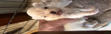 Maltezer 2
