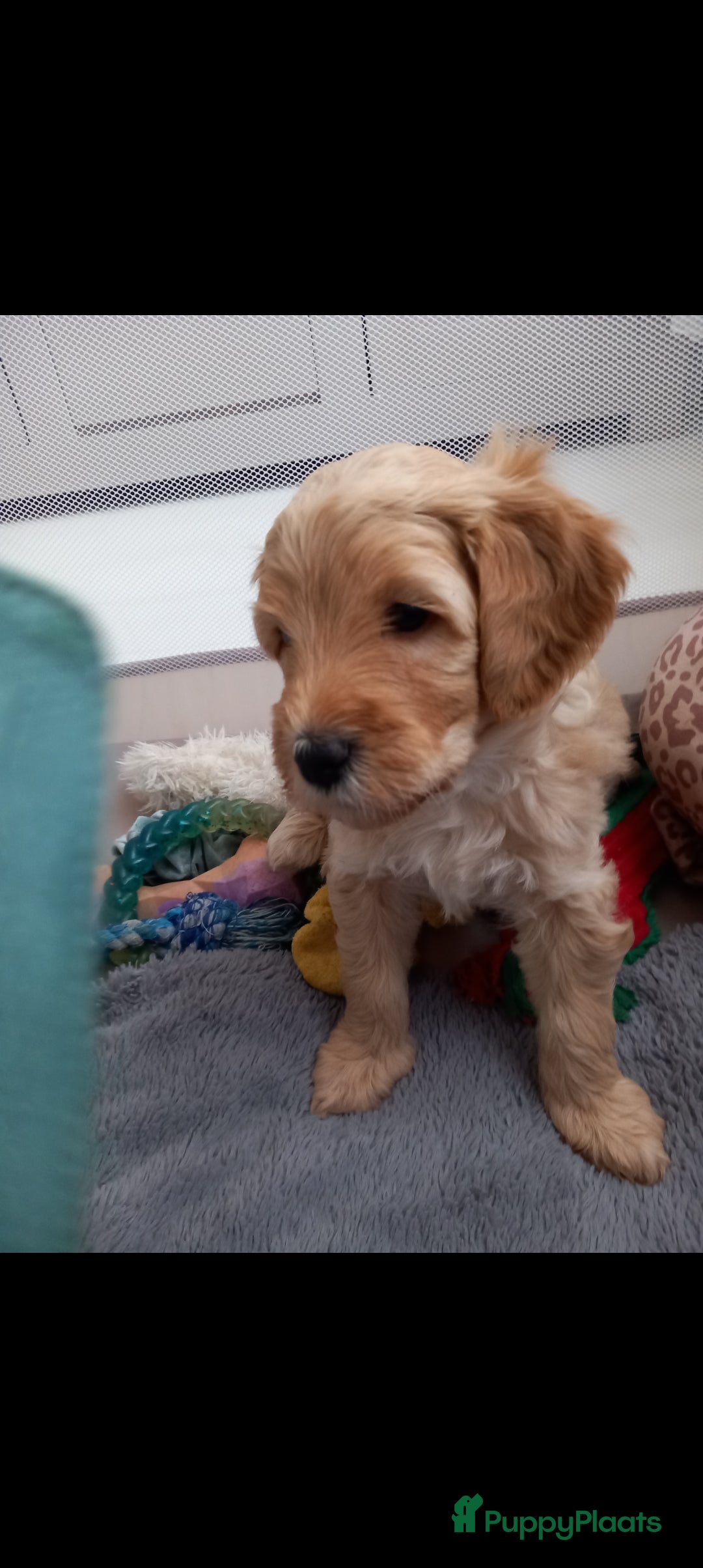 Kruising honden te koop: Prachtige Australian (halve) labradoodle puppies  - Advertentie 2