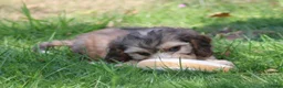 Cockapoo honden te koop: Knappe Cockapoo pups - Advertentie 8