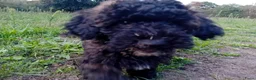 Kruising honden te koop: Dwergpoedel x Boompoo pups  - Advertentie 10