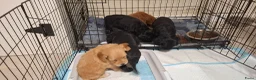 Cavapoo honden te koop: Cavavoo pups - Advertentie 6