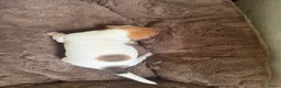 Jack Russel Terriër honden te koop: Schattige jack russels te koop  - Advertentie 17