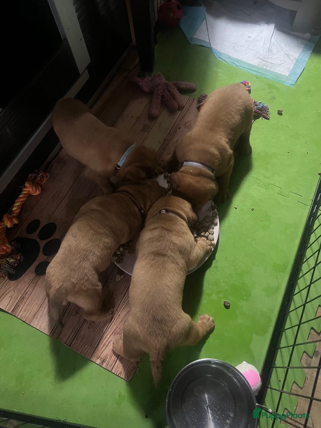 Bordeaux Dog honden te koop: Bordeauxdog puppy’s te koop in Lekkerkerk - Afbeelding 18