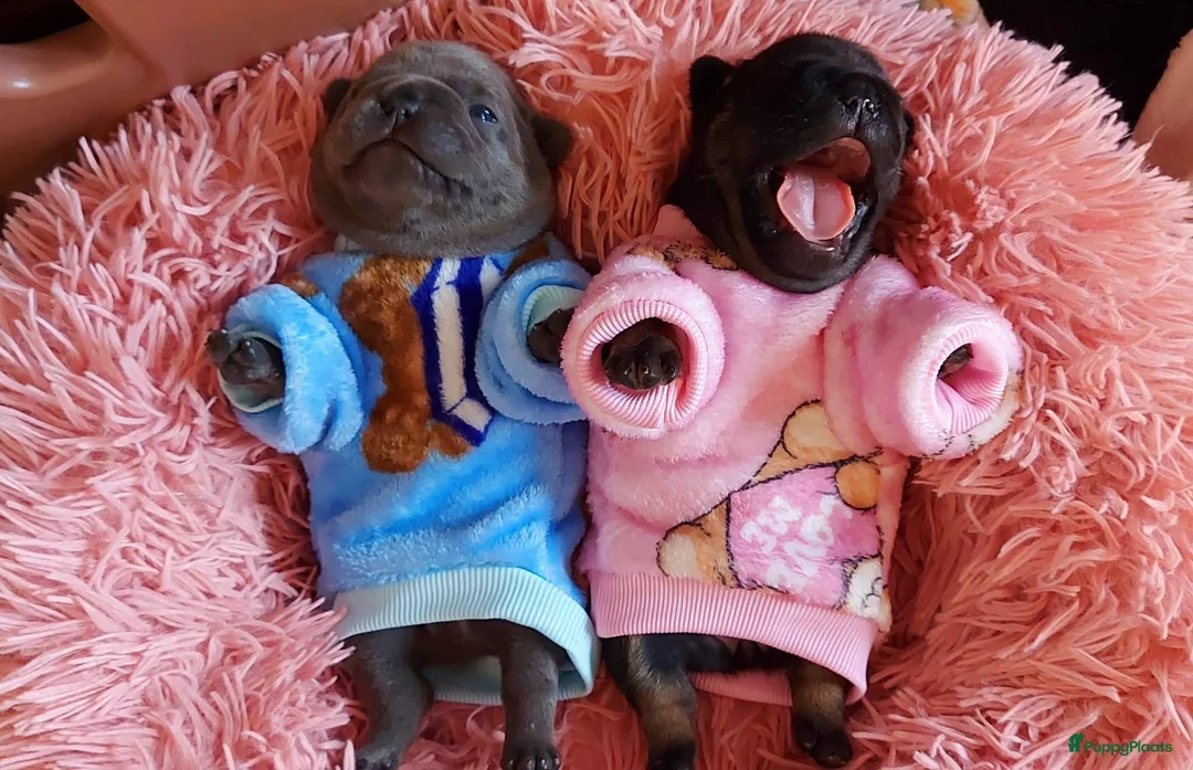 Franse Bulldog honden te koop: Prachtige Franse Bulldog pups met stamboom - Advertentie 11