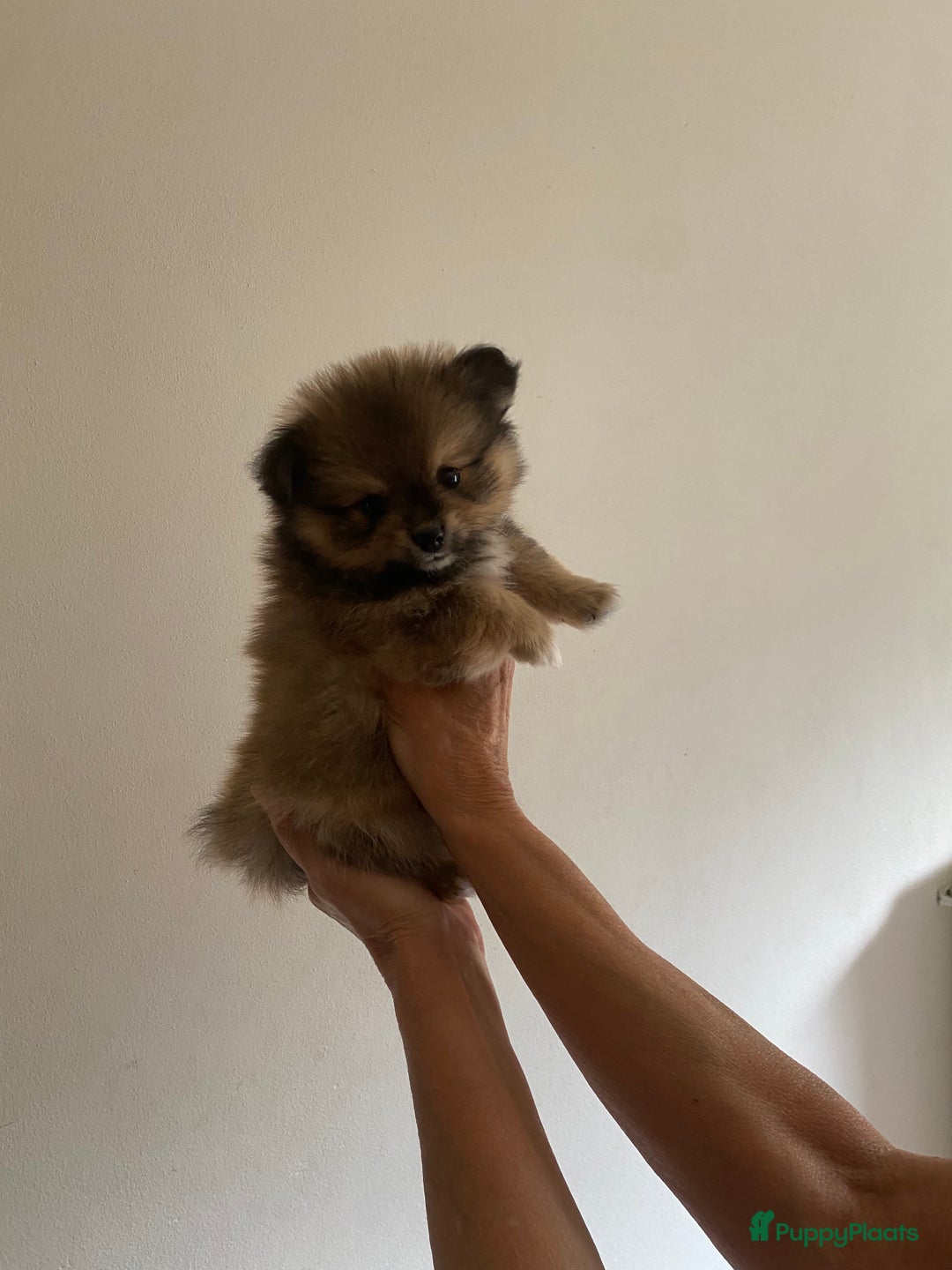 Pomchi honden te koop: Mooie pomchi pups - Afbeelding 11