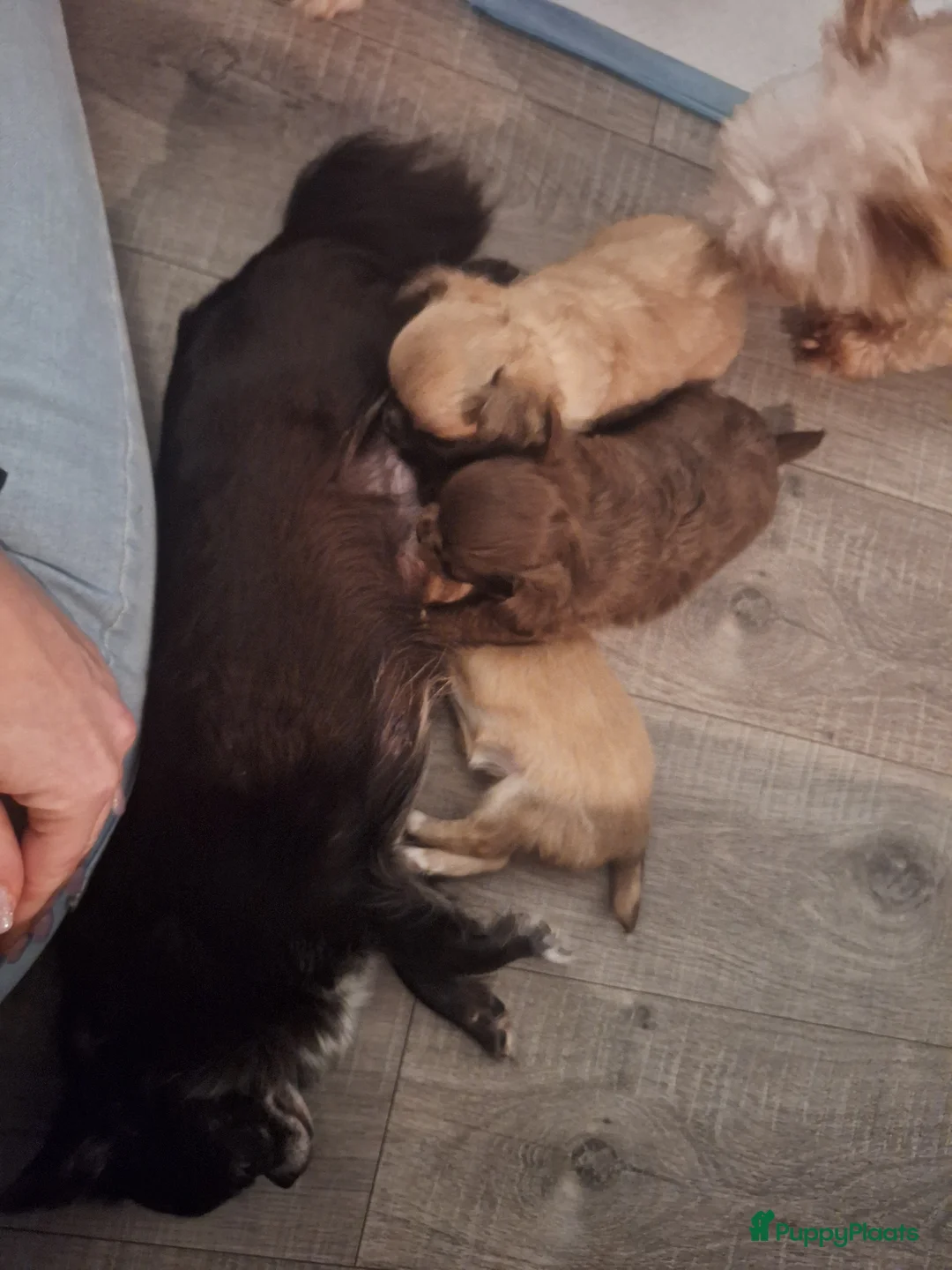 Chihuahua honden te koop: Prachtige chihuahua pups met FCI stamboom - Advertentie 22