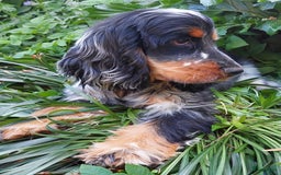 Cockapoo honden te koop: Nestje cockapoo  - Afbeelding 4