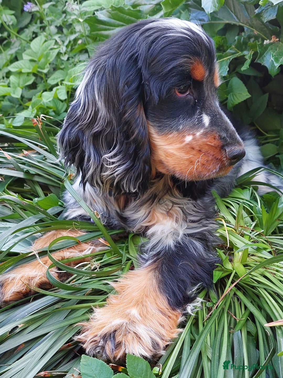 Cockapoo honden te koop: Nestje cockapoo  - Afbeelding 4