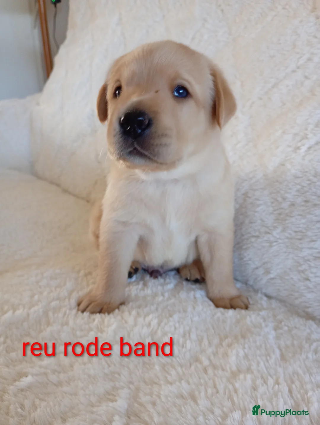 Labrador Retriever honden te koop: Labrador Retriever pups - Advertentie 2